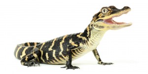 Reptiles – Life On White