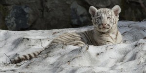 White Bengal Tiger Cubs in Novosibirsk Zoo