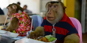Malaysian Monkey Lifestyle