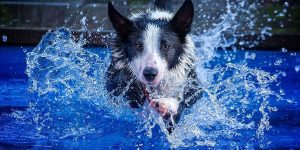 Photographer Captured His Border Collie Playing In The Water