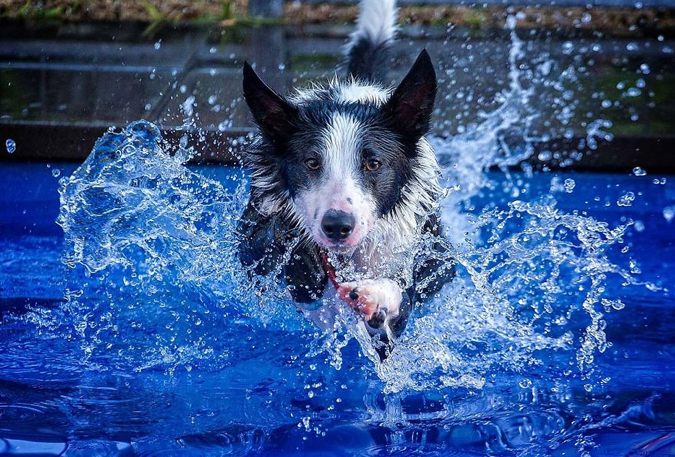 Photographer Captured His Border Collie Playing In The Water Design