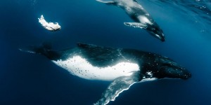Model's Underwater Shoot With Whales