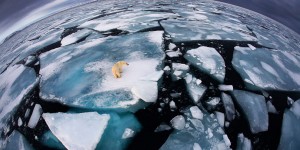 The Veolia Environnement Wildlife Photographer of the Year Competition
