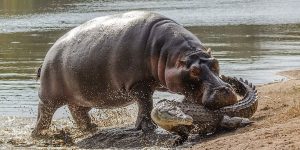 Photos Show Mother Hippopotamus Taking a Chunk Out of Crocodile in South Africa