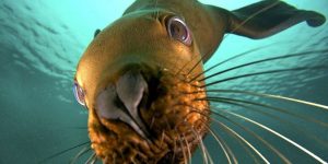 Cute Little Sea Lion by Jon Cornforth