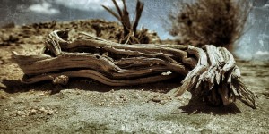 Close-Ups of Dead Plants at El Mirage Dry Lake
