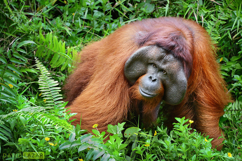 Famous Travel Photographer David Lazar Captures Indonesia In 18 Amazing ...