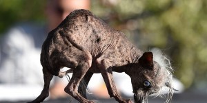 2015 World's Ugliest Dog Contest