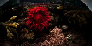 Half-Underwater Photos Show The Aquatic Life Hiding Beneath The Water’s Surface
