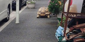 Guy Walks His Pet Tortoise Around The Streets Of Tokyo