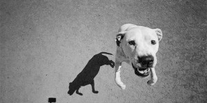 Shadow Photos of Dogs Reveal Their 'Primal Nature'