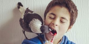 Rescued Magpie Becomes Lifelong Friend With The Family That Saved Her Life