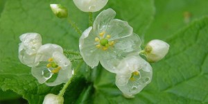 Skeleton Flowers Turn Beautifully Transparent in the Rain