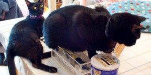 A Visit To The World’s Only Black-Cat Cafe