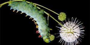 Caterpillars: Striking Photos by Samuel Jaffe