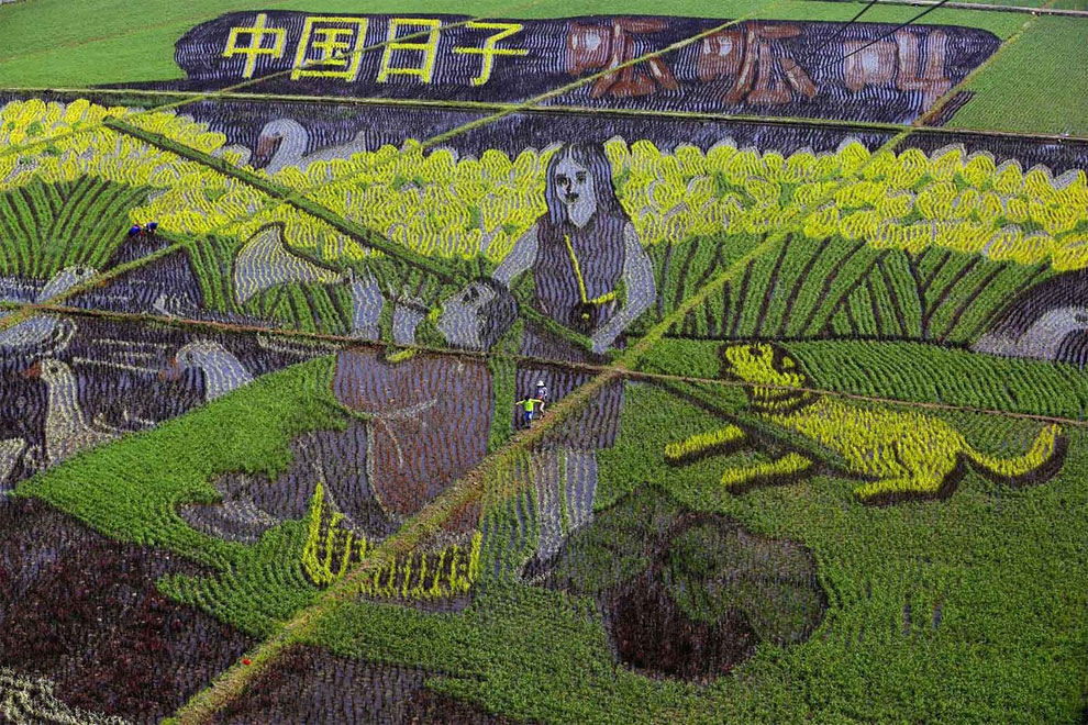 Chinese Farmers Turn Rice Paddies Into Stunning Works Of Art » Design ...