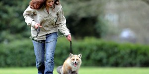 This Fox Thinks He’s A Dog