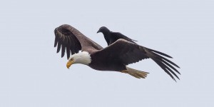 The Free Ride - Crow Rides On The Back Of An Eagle