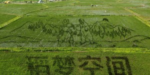 Chinese Farmers Turn Rice Paddies Into Stunning Works Of Art