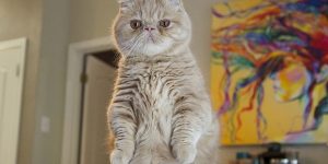 Adorable Cat Loves Standing on Two Legs Like a Human