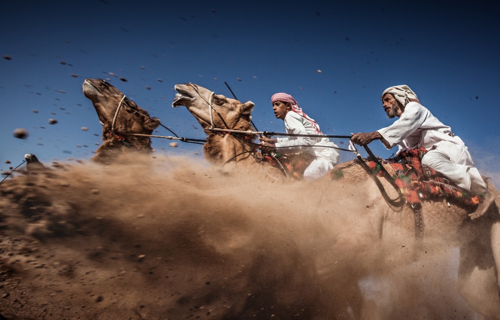(Camel Ardah) As it called in Oman, its one of the traditional styles of camel racing between two camels controlled by expert men, the faster camel is the loser one, so they must be running by the same speed level in the same track