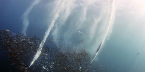 Amazing Pictures Show Dolphins, Blue Marlin And Gannets Feasting On Sardines During Annual Migration Of Millions Of Fish