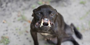 This Deformed Dog Is Still In Good Spirits Despite Suffering Horrific Abuse