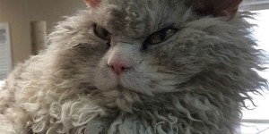 A Beautiful Scowling Curly-Haired Cat