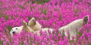 Playful Photos of Polar Bears Frolicking in Flower Fields During Summer