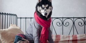 Russian Photographer Dresses Siberian Huskies In Human Clothes