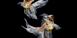 Hypnotizing Portraits Of Siamese Fighting Fish By Visarute Angkatavanich