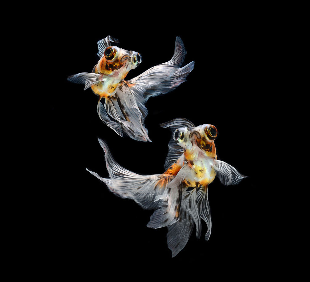 Hypnotizing Portraits Of Siamese Fighting Fish By Visarute ...