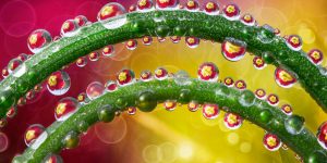 Photographer Took Stunning Macro Pictures Of Beautiful Dew Drops