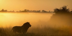 Photographer Wim Van Dan Heever's Images Capture Chases And Fights In The Animal Kingdom
