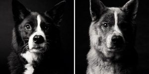 Heartbreaking Pics Of Aging Dogs Show Them Grow From Puppyhood To Old Age