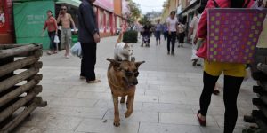 Mimi The Cat Cruises With Wangcai The Dog Over The Streets
