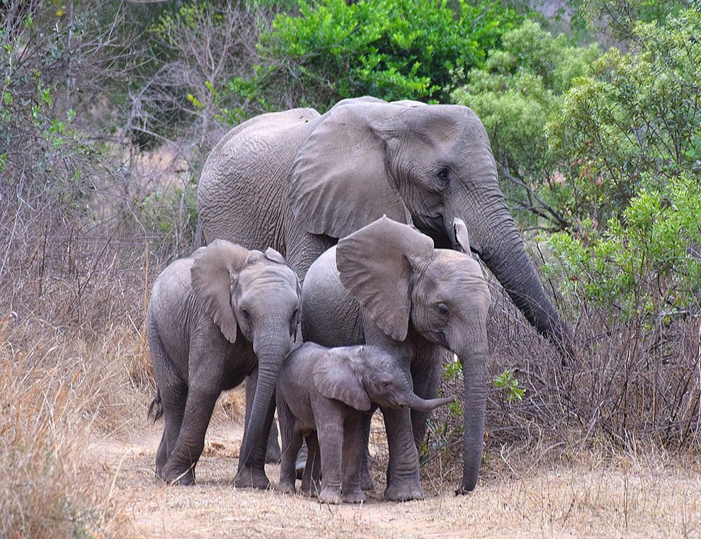 The Washington Post Travel Photo Contest: Animal Photos » Design You ...