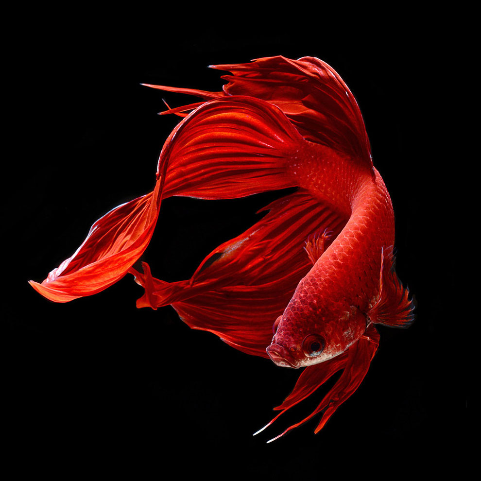 Hypnotizing Portraits Of Siamese Fighting Fish By Visarute ...