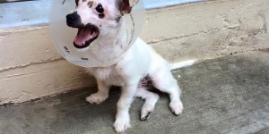 “Unusual Looking” Puppy Adopted By Family Who Didn’t Care About Her Scars
