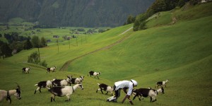 The Man Who Tried To Live As A Goat