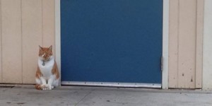 Adorably Studious Cat is Adopted by a High School, Issued His Own ID Card