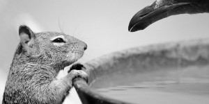 Wildlife Photographer Of The Year 2015: First Glimpse Of Finalists' Images