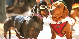The Running of the Wieners - the Hophaus Southgate Inaugural Best Dressed Dachshund