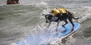 Hang 20 Surf Dog Classic