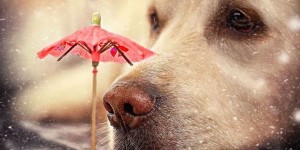 Close-Ups Of Golden Retriever’s Muzzle By Amateur German Photographer Are The Cutest
