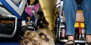 Oscar 'The Traveller Dog' Visits Most Famous Landmarks