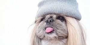 Is This The Most Glamorous Dog In The World?