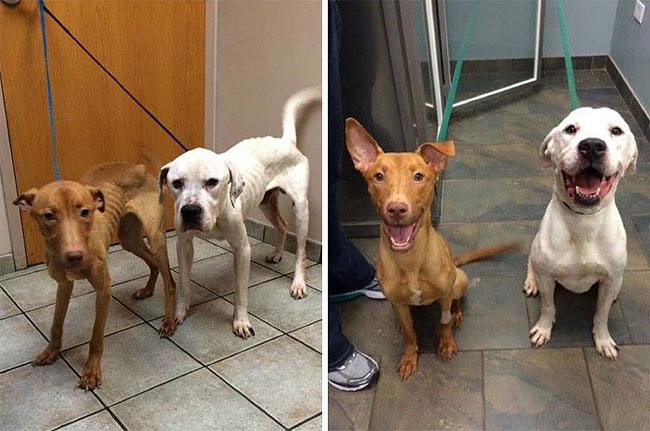 Two Starving Dogs Left to Die Saved by Police. Their Transformation
