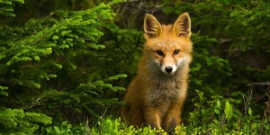 Beautiful Nordic Nature Through The Lens Of Photographer Roger Brendhagen