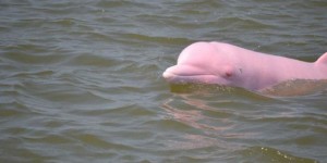 Rare Pink Dolphin Is Spotted Near Louisiana's Coast
